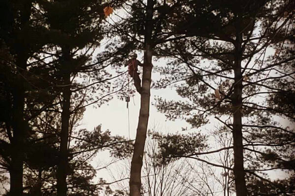 Tree Removal Hpservice