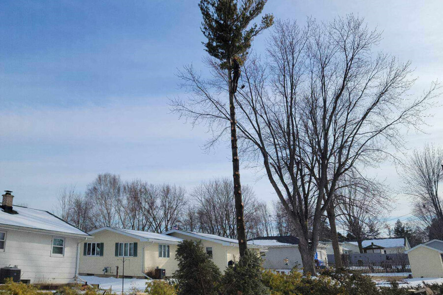 Treeslidertree Removal 2