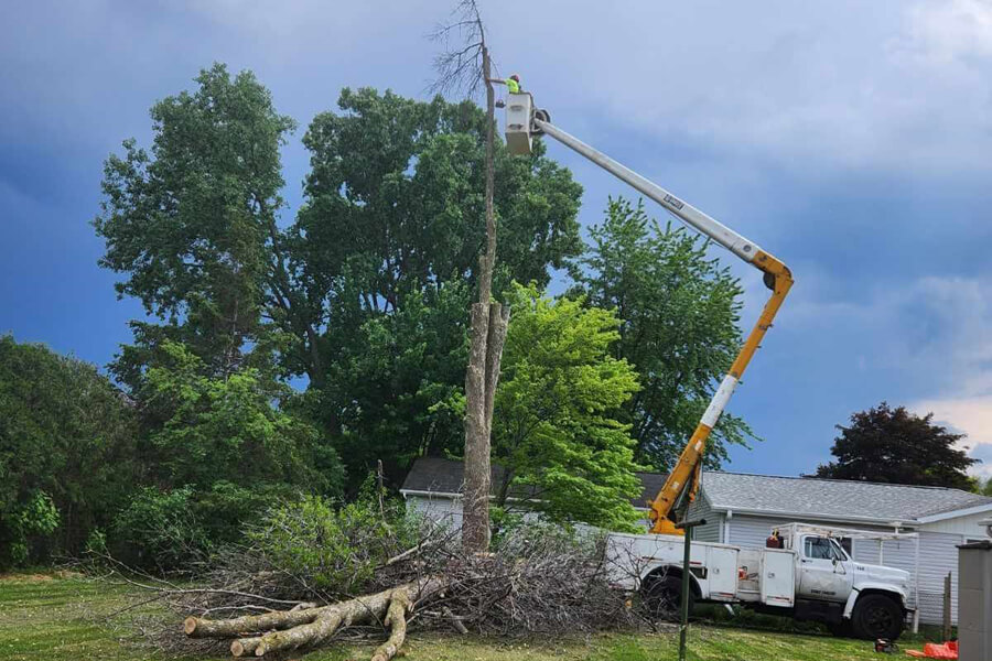 Treeslidertree Removal 6