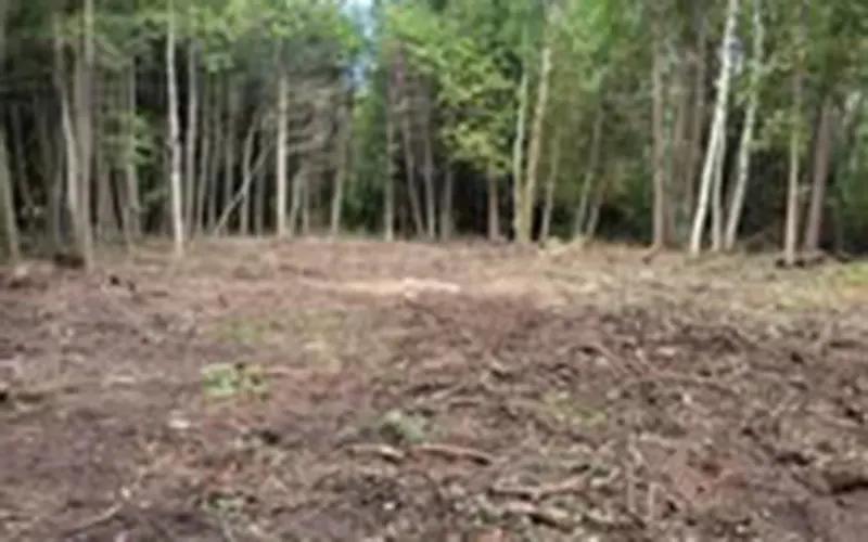 Bvb Lot Clearing 2