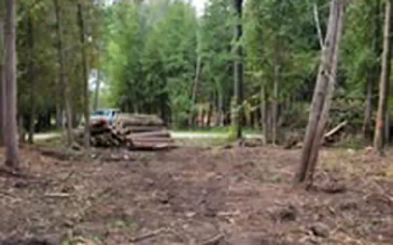 Bvb Lot Clearing 3
